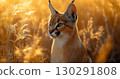 Caracal feline wildcat at sunset in the savannah with majestic golden ears and fur 130291808