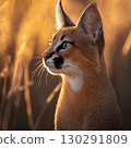 Wildlife close-up of a majestic caracal standing in golden dusk light in nature 130291809