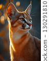 Caracal cat with striking ears and fur basking in sunlight, closeup wildlife portrait 130291810