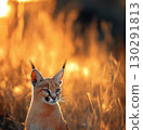 Majestic caracal cat with tall ears sitting in golden grass at sunset 130291813