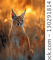 Caracal wildcat with distinct ears in sunset light, a majestic predator in nature. 130291814