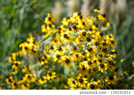 金光菊夏季黃色花朵圖像 金光菊夏季黃色花朵圖像 130291831