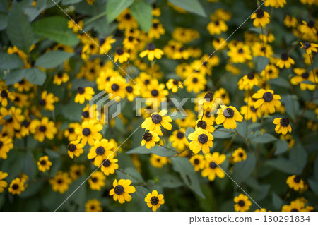 Rudbeckia summer yellow flower image Rudbeckia summer yellow flower image 130291834