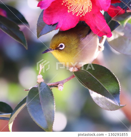 Camellia flowers and cute Japanese white-eye Camellia flowers and cute Japanese white-eye 130291855