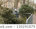 A girl throw away Christmas trees behind the fence 130291879