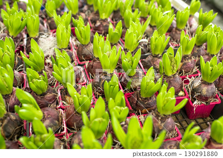 Hyacinth bulbs in the pots. 130291880