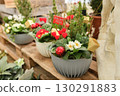The christmas composition with hyacinths in a pot 130291883