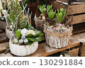 The christmas composition with hyacinths in a pot 130291884