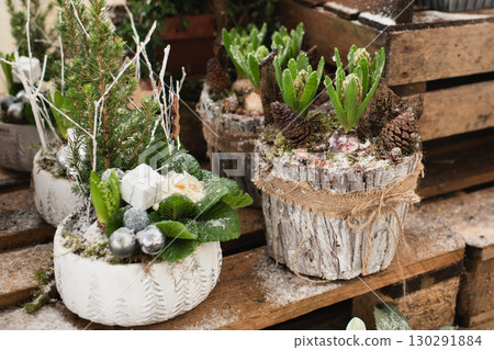 The christmas composition with hyacinths in a pot The christmas composition with hyacinths in a pot 130291884