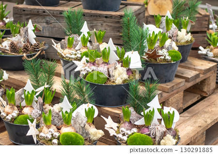 The christmas composition with hyacinths in a pot The christmas composition with hyacinths in a pot 130291885
