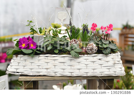 Christmas composition with cyclamen in a pot Christmas composition with cyclamen in a pot 130291886