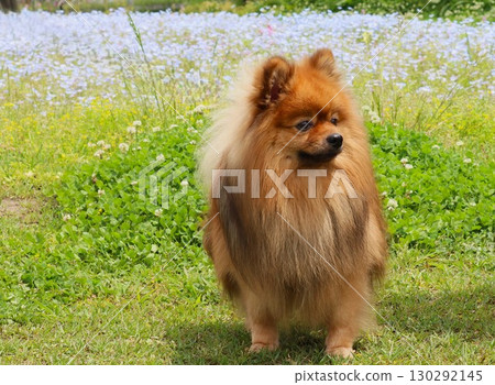 The Pomefest venue is a perfect dog paradise. The Pomefest venue is a perfect dog paradise. 130292145