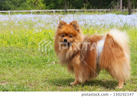 A Pomeranian who looks stylish even in a diaper 130292147