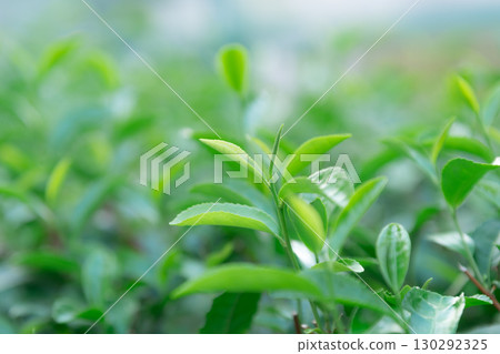 Tea tea leaves 130292325