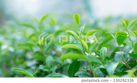 茶葉葉 130292326