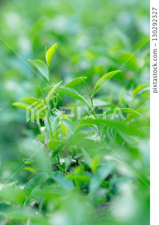茶葉葉 茶葉葉 130292327