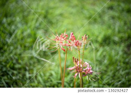Cluster amaryllis Autumn flowers Flowers Autumn materials September Cluster amaryllis Autumn flowers Flowers Autumn materials September 130292427