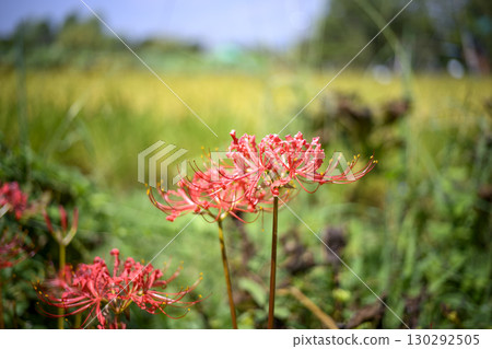 Cluster amaryllis Autumn flowers Flowers Autumn materials September 130292505