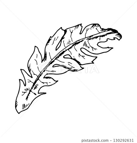 Hand-drawn vector illustration of a dandelion leaf, taraxacum, in bold black and white ink engraving style. Rustic botanical element for labels, packaging, herbarium prints, tattoos and decor Hand-drawn vector illustration of a dandelion leaf, taraxacum, in bold black and white ink engraving style. Rustic botanical element for labels, packaging, herbarium prints, tattoos and decor 130292631