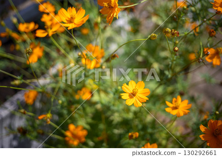波斯菊 秋季 花 黃色 橙色 九月 130292661