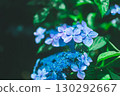 Blue Hydrangea 130292667