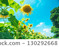 Summer vacation and sunflowers 130292668