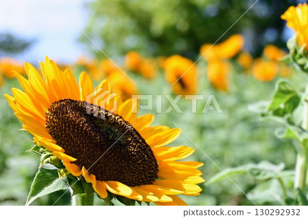 Sunflower blooming towards the sun 130292932