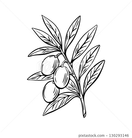 Olive branch engraving black and white Mediterranean sketch 130293146