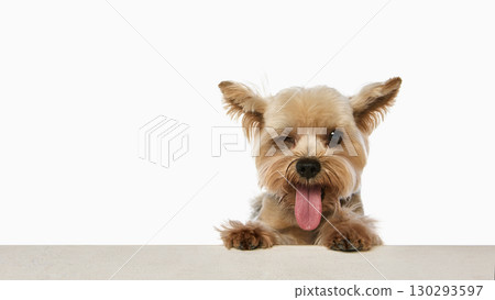 Yorkshire terrier peeking with one eye winking and tongue out 130293597