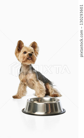 Yorkshire terrier with tongue out standing near metal food bowl Yorkshire terrier with tongue out standing near metal food bowl 130293601