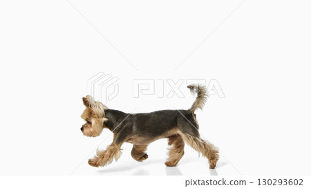 Yorkshire terrier walking forward on white background in motion Yorkshire terrier walking forward on white background in motion 130293602