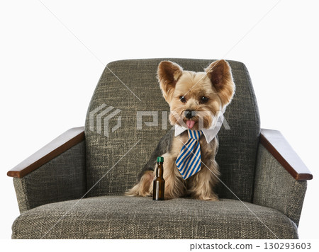 Yorkshire terrier in tie sitting on gray armchair with small bottle 130293603