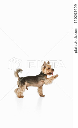 Yorkshire terrier raising paw with playful gesture on white background Yorkshire terrier raising paw with playful gesture on white background 130293609