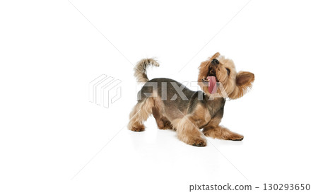 Yorkshire terrier stretching playfully with tongue out on floor 130293650