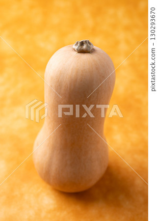 Fresh butternut squash pumpkin on orange background, Vegetable in Autumn season, Food ingredient 130293670