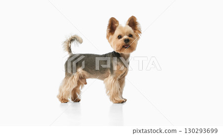 Yorkshire terrier standing on white background looking curious Yorkshire terrier standing on white background looking curious 130293699
