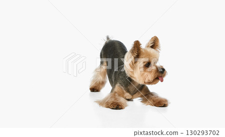 Yorkie dog crouching low on floor with tongue sticking out playfully, showing curiosity and cheerful personality 130293702
