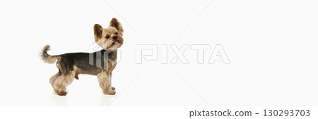 Yorkie dog standing sideways with tongue out 130293703