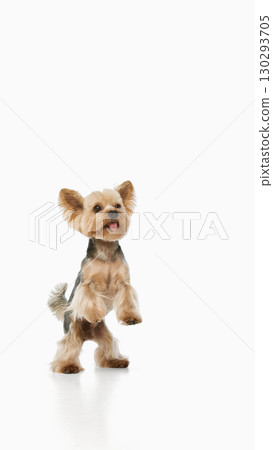 Yorkie dog standing upright with tongue out 130293705