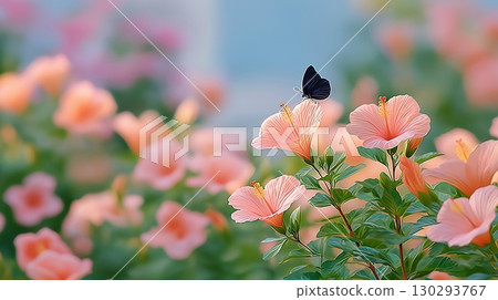 一隻黑蝴蝶停在一朵粉紅色的芙蓉花上 130293767