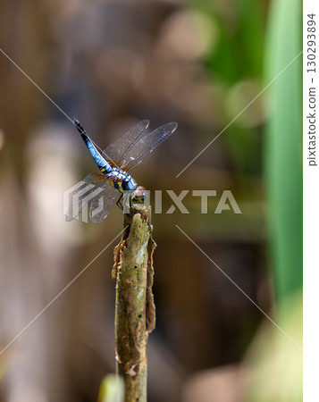 A male blue-throated dragonfly resting on dead grass in a pond 130293894