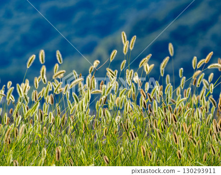 Beautiful green foxtail in backlight 130293911
