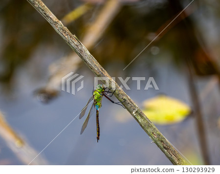 A white-tailed dragonfly resting on the dead grass of a cattail growing in a pond 130293929