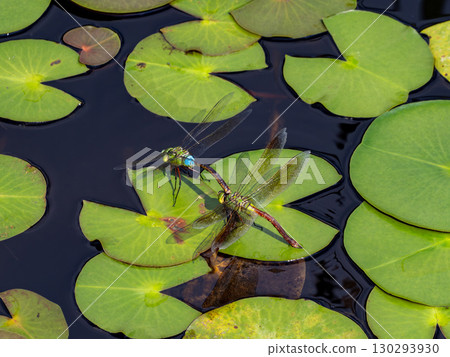 Anax parthenope 在池塘中產卵 130293930