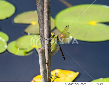 A white-tailed dragonfly resting on the dead grass of a cattail growing in a pond 130293932