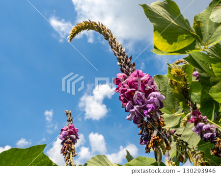 藍天下盛開的葛花 藍天下盛開的葛花 130293946