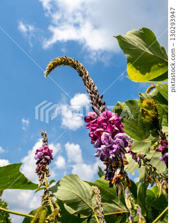 Kudzu flowers blooming under the blue sky 130293947
