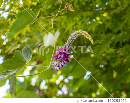 Scarlet flowers Scarlet flowers 130293951