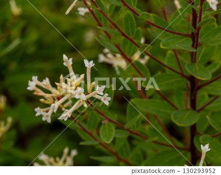 White flowers of Koganpi White flowers of Koganpi 130293952