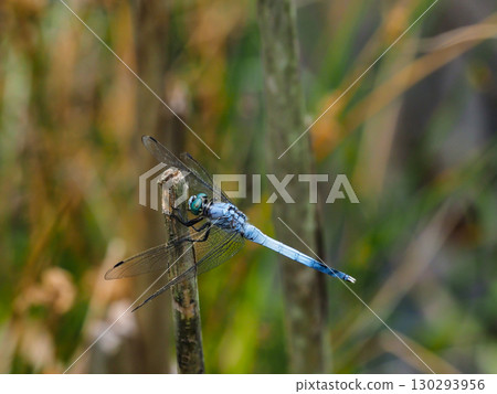一隻雄性白尾鷸在池塘裡的枯草上休息 130293956